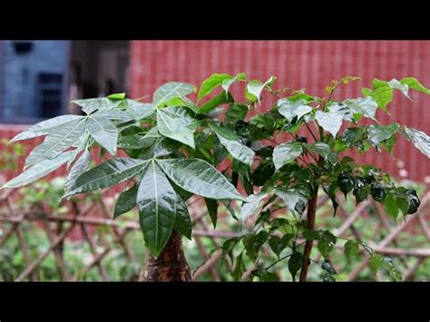 擋煞氣 植物|【什麼植物可以擋煞】擋煞招財！10大最強「植物風水。